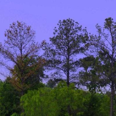 998娱乐彩票安卓APPapp下载